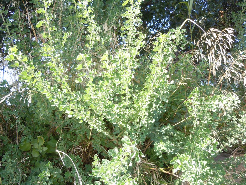 Medicago arborea / Erba medica arborea